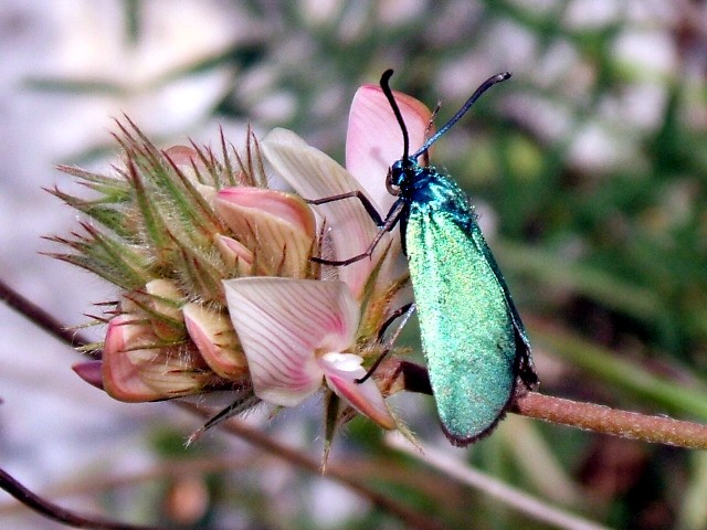 Da determinare - cfr. Onobrychis sp.